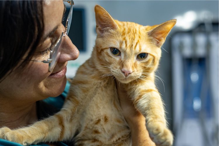 Consulta de cardiología veterinaria