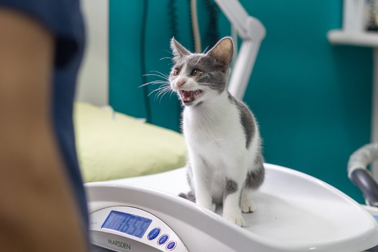 El cuidado que tu gato necesita