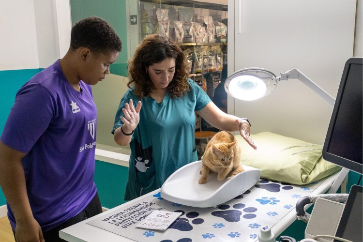 Consulta veterinaria