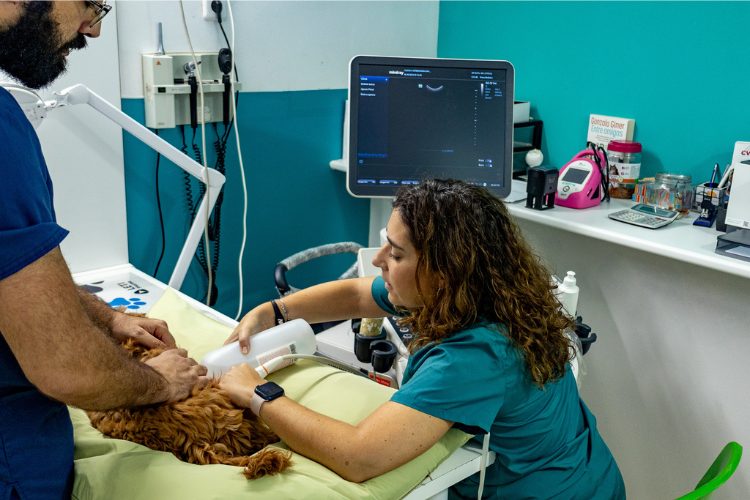 Veterinaria examinando a un paciente