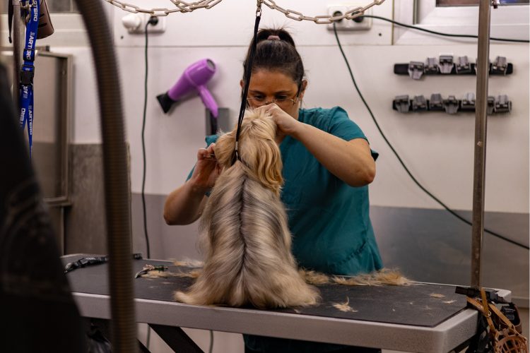 Peluquería canina