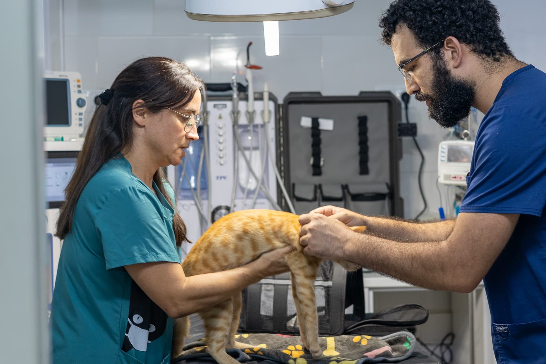 Veterinarios de Clínica Veterinaria Gavà atendiendo a un gato en consulta